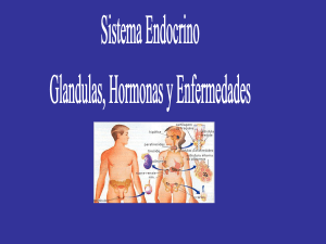 Sistema Endocrino