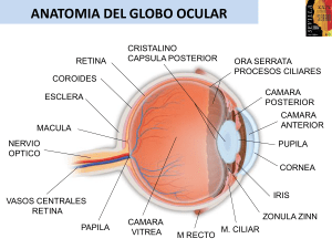 Anatomía ecográfica del globo ocular:
