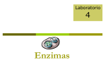 Lab 4 Enzimas