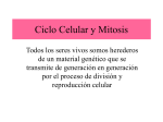 Ciclo celular y mitosis POWER 1