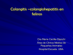 Colangitis –colangiohepatitis en felinos