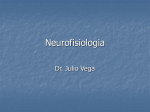 2la neurofisiologia del movimiento.pps