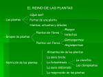 Las plantas