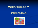 mordedura