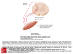 Slide 1 - HarrisonMedicina