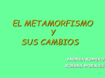 EL METAMORFISMO Y SUS CAMBIOS ANDREA ROMERO