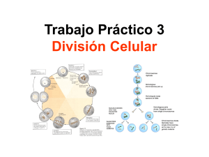 Trabajo Práctico 3 División Celular