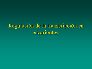 Regulación de la transcripción en eucariotes.