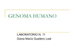 genoma humano
