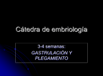 embrion trilaminar - Cátedra de embriología