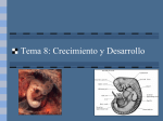 Presentación diapositivas desarrollo embrionario