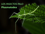 l os insectos palo