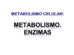 metabolismo celular. enzimas
