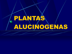PLANTAS ALUCINOGENAS