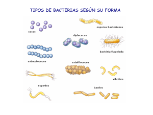 tipos de bacterias según su forma - HIBIO-GEO