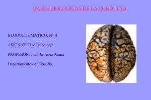 El sistema nervioso central (presentación ppt)
