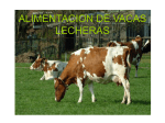 gddALIMENTACION_VACAS_LECHERAS_5
