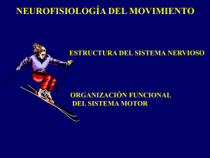 la neurofisiologia del movimiento PP
