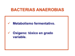 Bacterias anerobias