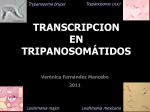 32_Transcripcion_en_Tripanosomatidos_2011