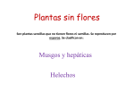 plantas con flores y sin flores - Unidad-Animales
