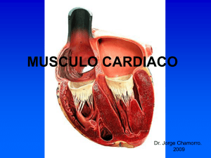 anatomia y fisiologia cardiaca