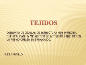 Tejidos fundamentales