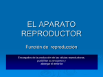 EL APARATO REPRODUCTORpopular!