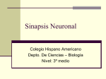 Sinapsis Neuronal - Colegio Hispano Americano