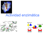 Actividad enzimatica