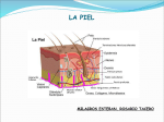 La piel - Oticel Sistemas