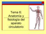 Sistema Circulatorio_4