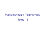 Papilomavirus. Poliomavirus