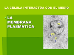 la célula interactúa con el medio