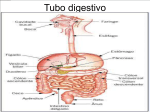 Tubo digestivo - WordPress.com