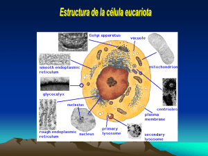 Sin título de diapositiva - Facultad de Ciencias Veterinarias UNL