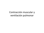 Contracción muscular y ventilación pulmonar