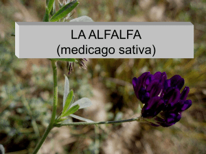 LA ALFALFA (medicago sativa)