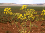 Apiaceae