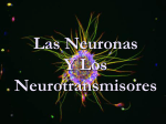 Neuronas - Ciencias Sobrarbe