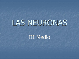 Presentaci_n_Neuronas