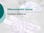 diferenciacincelular