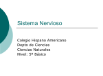 Sistema Nervioso - Colegio Hispano Americano