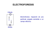 4 TBBM electroforesis 11-12