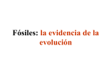 Fósiles: la evidencia de la evolución
