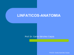 Anatomía de los linfáticos