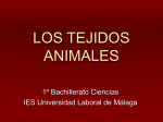 Diapositiva 1 - Universidad Laboral de Málaga