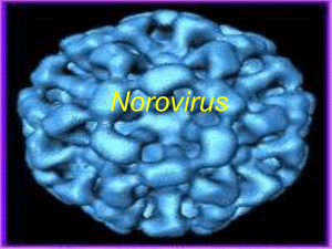 Norovirus - eTableros