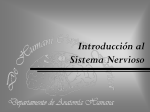 Introducción al Sistema Nervioso