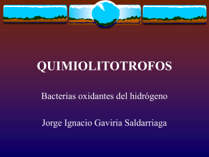 quimiolitotrofos - Facultad de Ingeniería